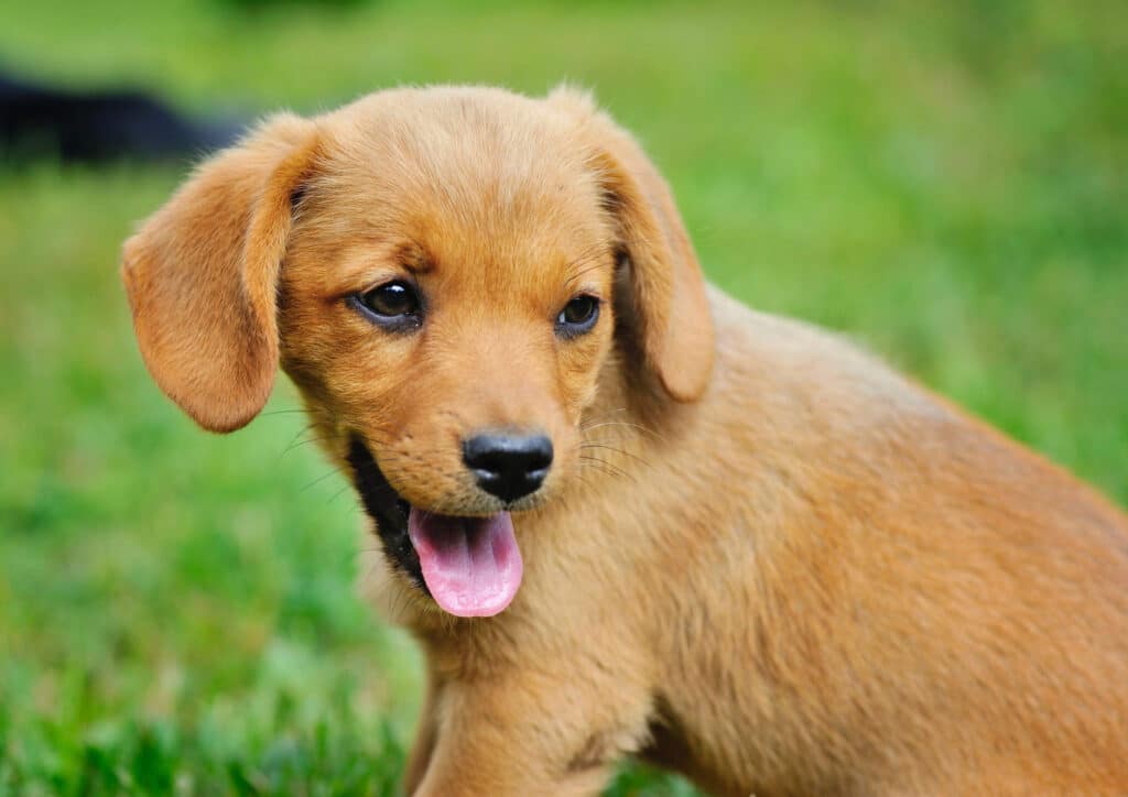 Cosa sapere prima di adottare un cane