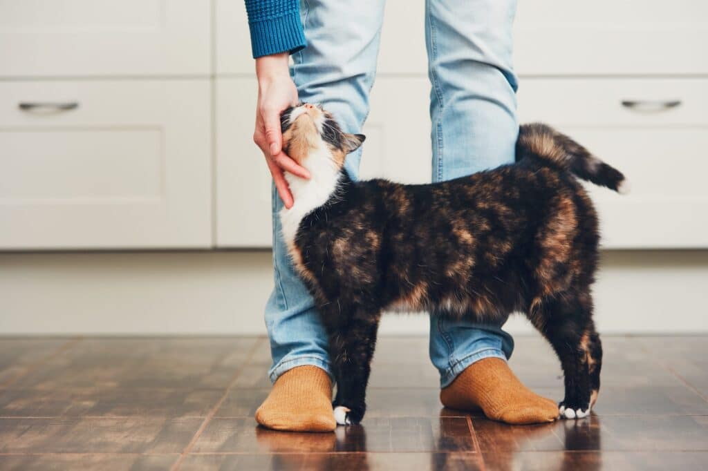scegliere il nome per il tuo gatto