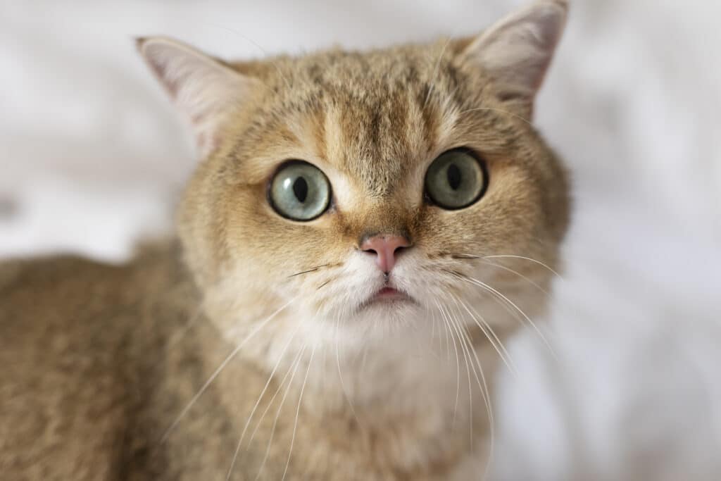 Caratteristiche Del Gatto