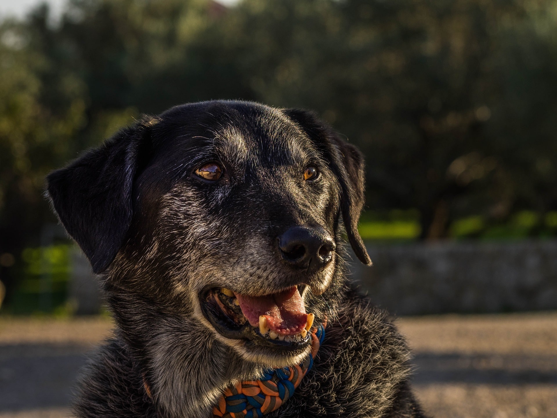 Cane Anziano : guida completa alla sua cura, benessere e supporto.