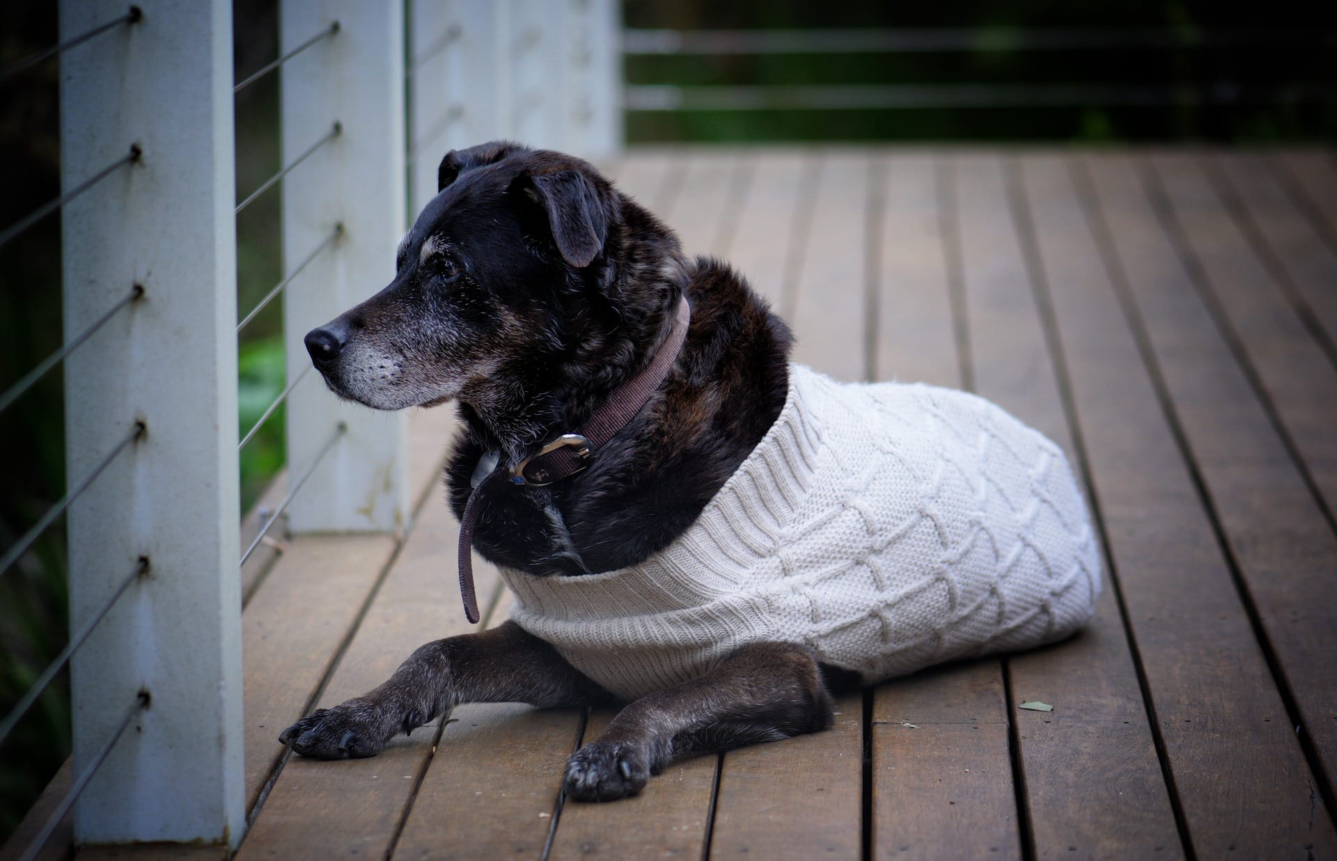 Cane Anziano : guida completa alla sua cura, benessere e supporto.