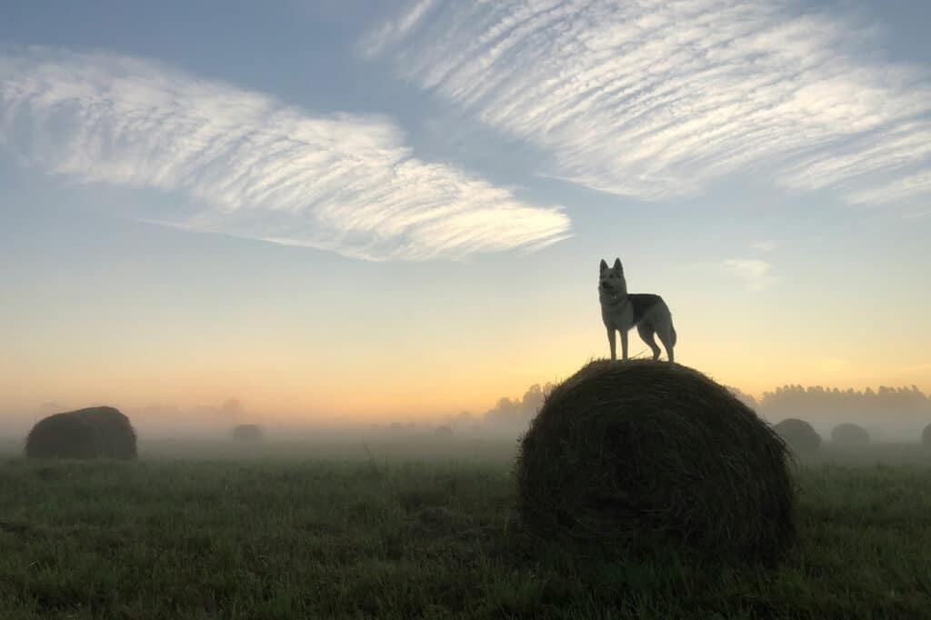 storia del cane