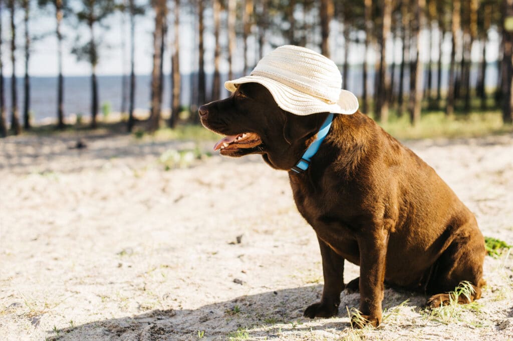 colpo di calore cane