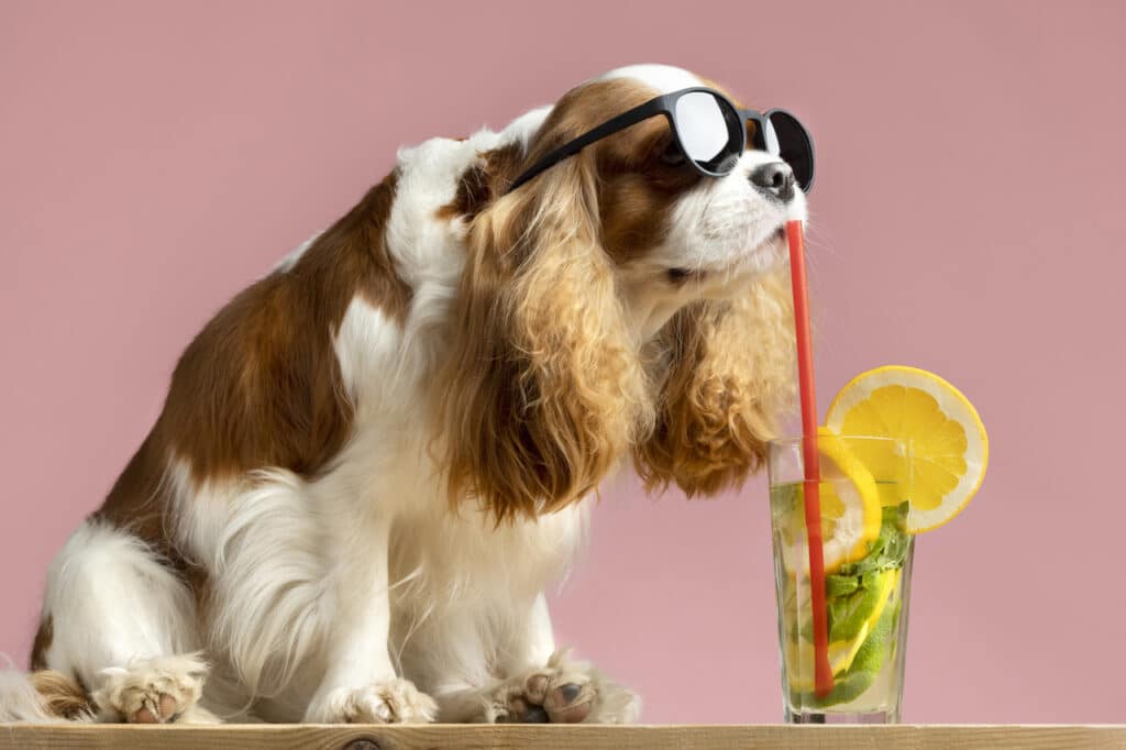 non dare gelato al cane