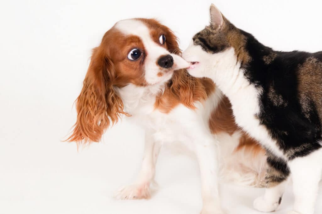convivenza cane gatto nuovo
