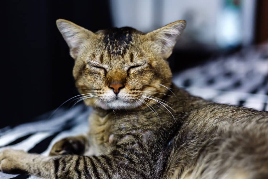 gatto chiude occhi saluto