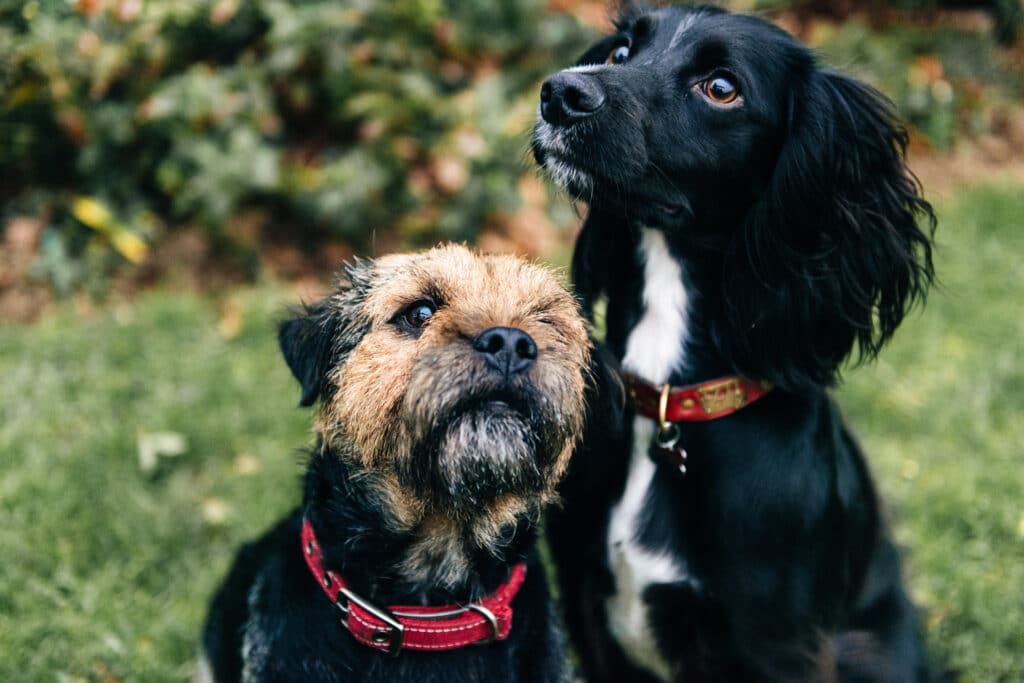 inserimento nuovo cane