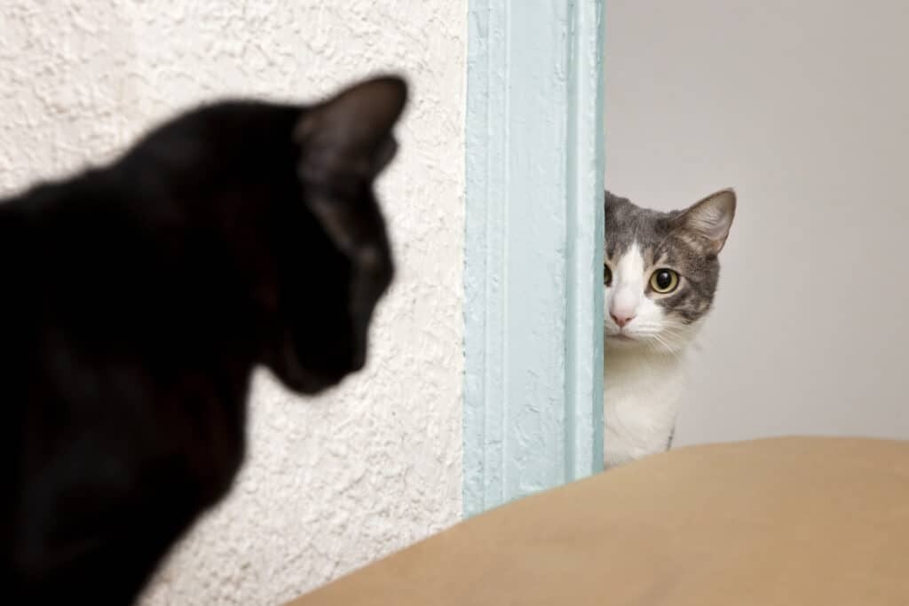 strategie gelosia nuovo cane gatto