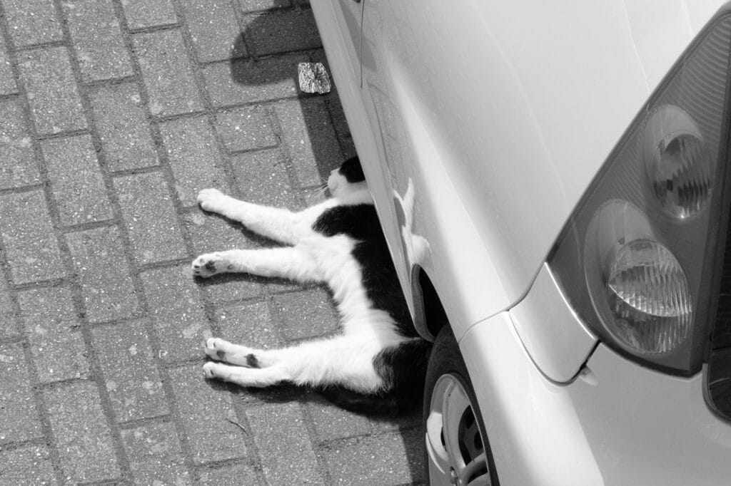 gatti pericoli auto