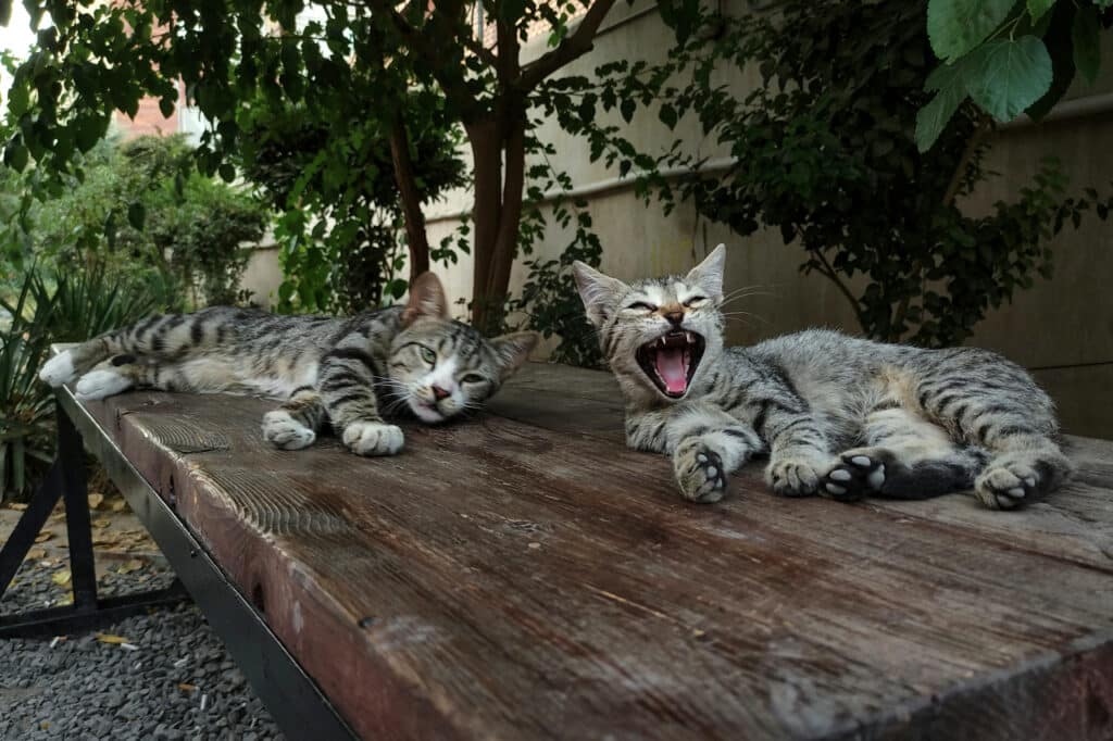 gatto estate non mangia