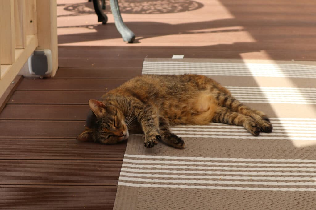 gatto malato estate