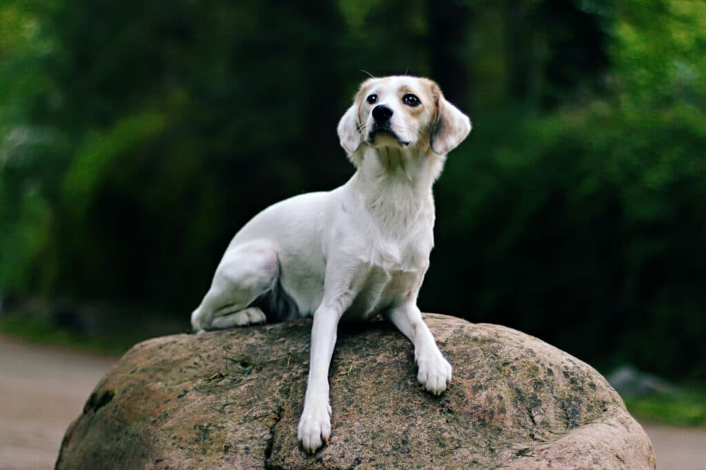 pericoli cane in vacanza