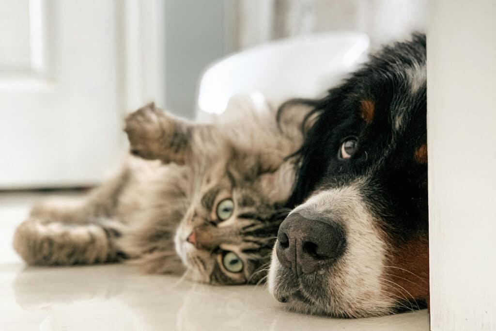 quanto tempo gatto solo in casa