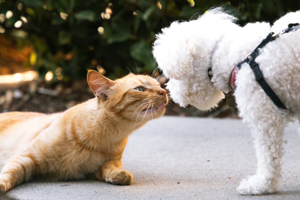 Emozioni dei cani e dei gatti