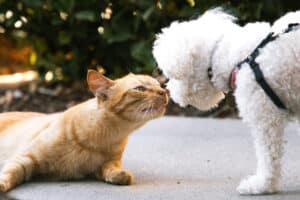 Emozioni dei cani e dei gatti