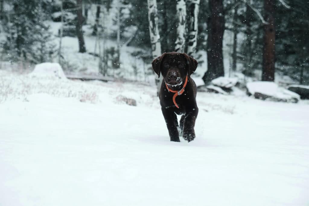 cani e freddo 3