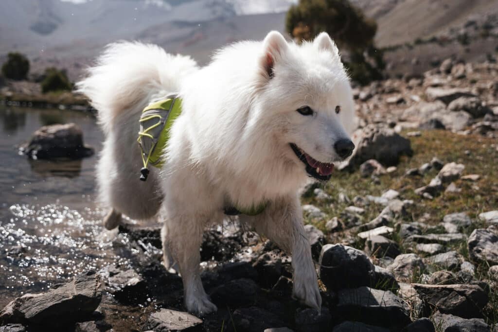 cane in montagna