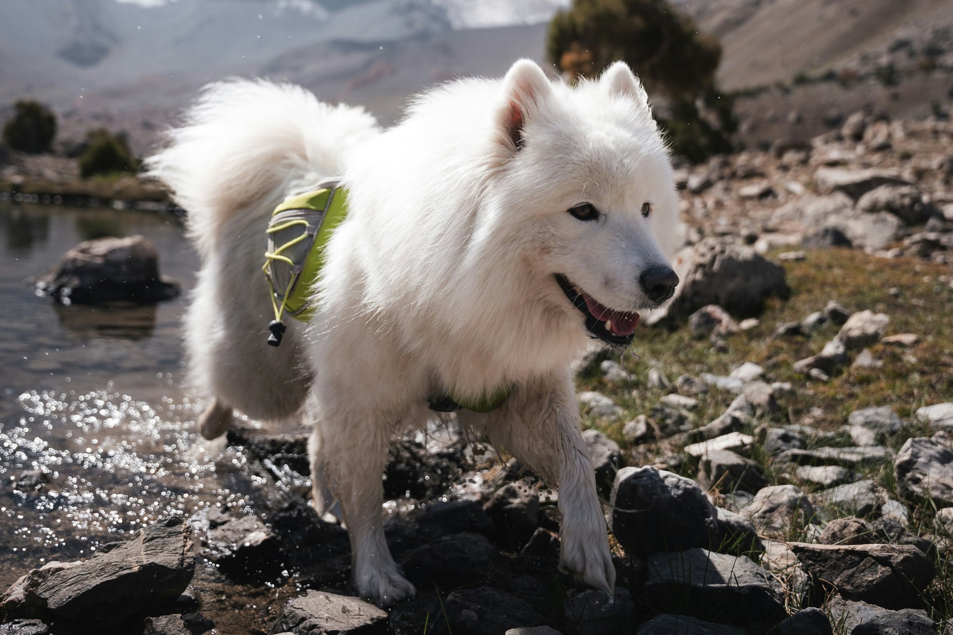 cane in montagna