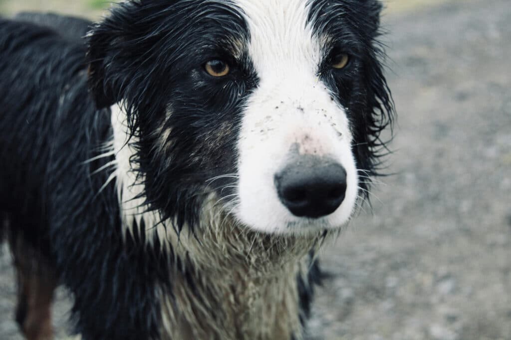 cane quando piove