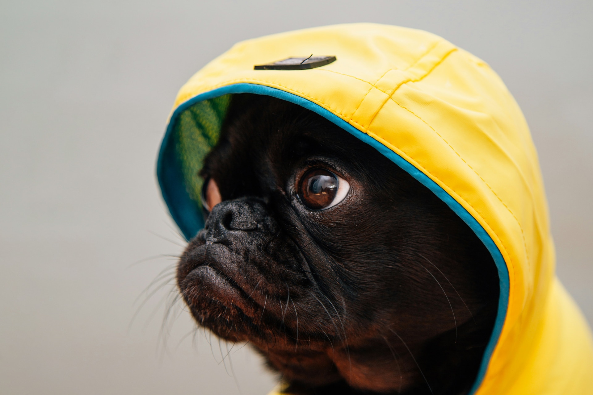 cane quando piove