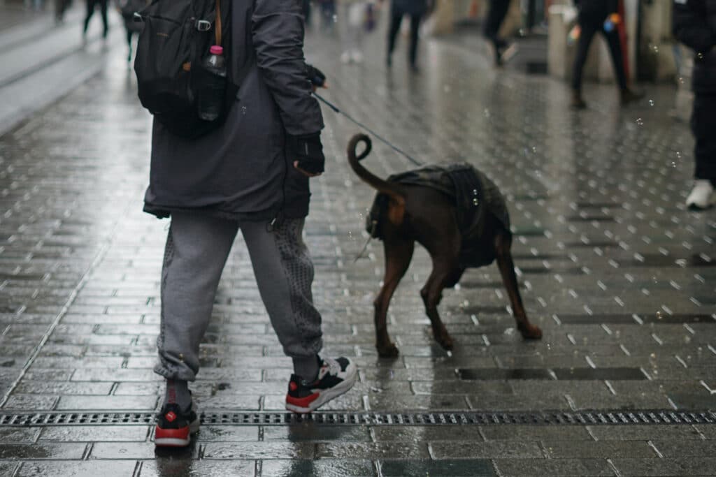 cane quando piove