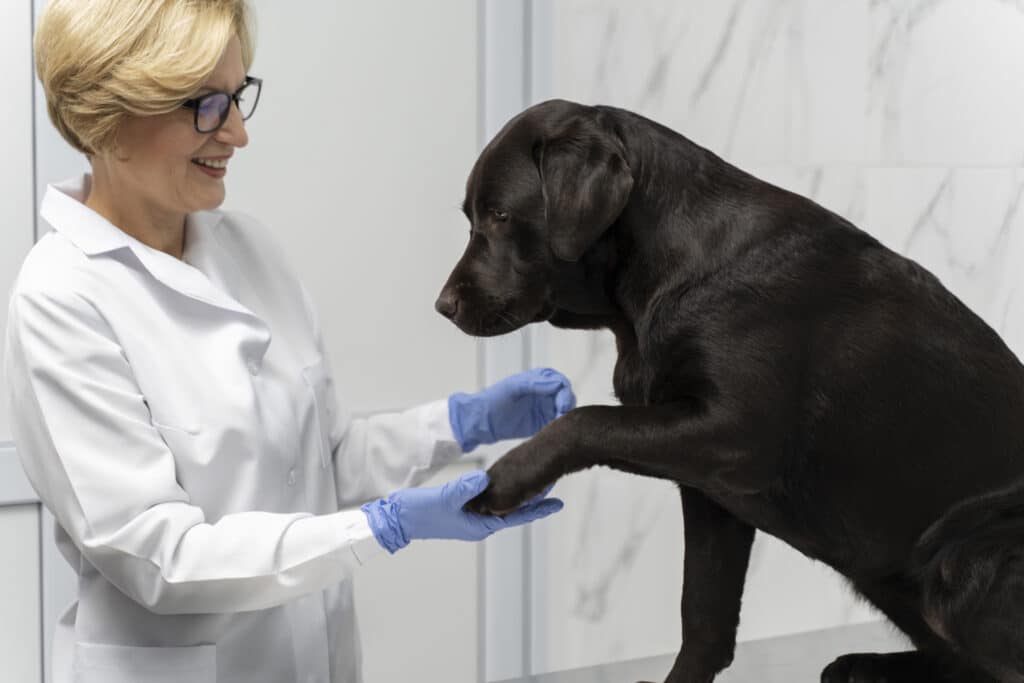 analisi del sangue del cane