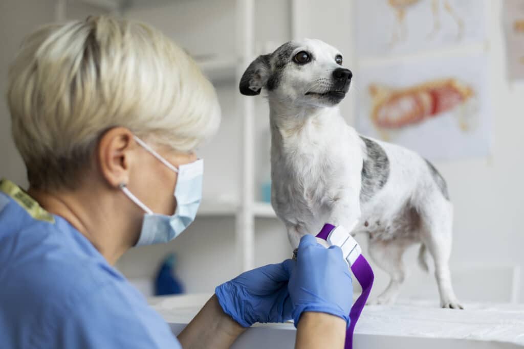 analisi del sangue del cane