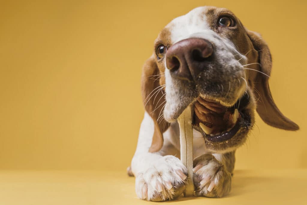 Comportamenti strani del cane