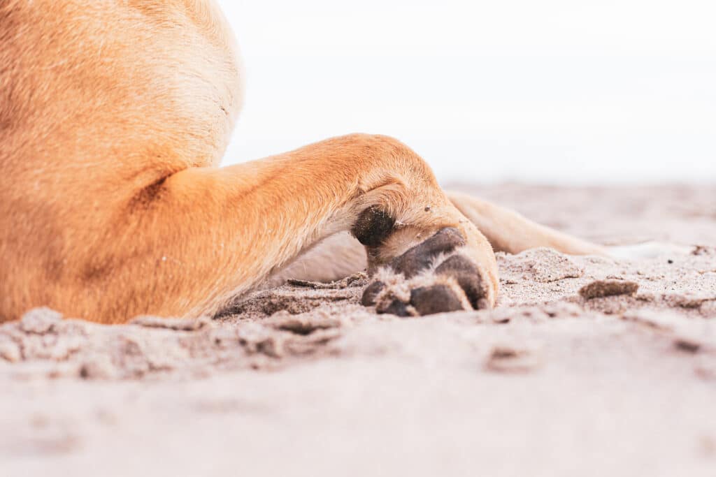 Comportamenti strani del cane