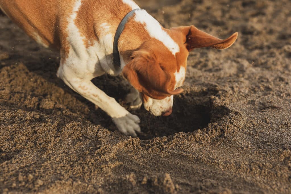 Comportamenti strani del cane